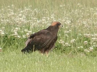 Bruinekiekendief_juv100704